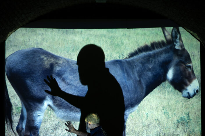 La quietud de los burros, del artista vasco Oskar Alegria